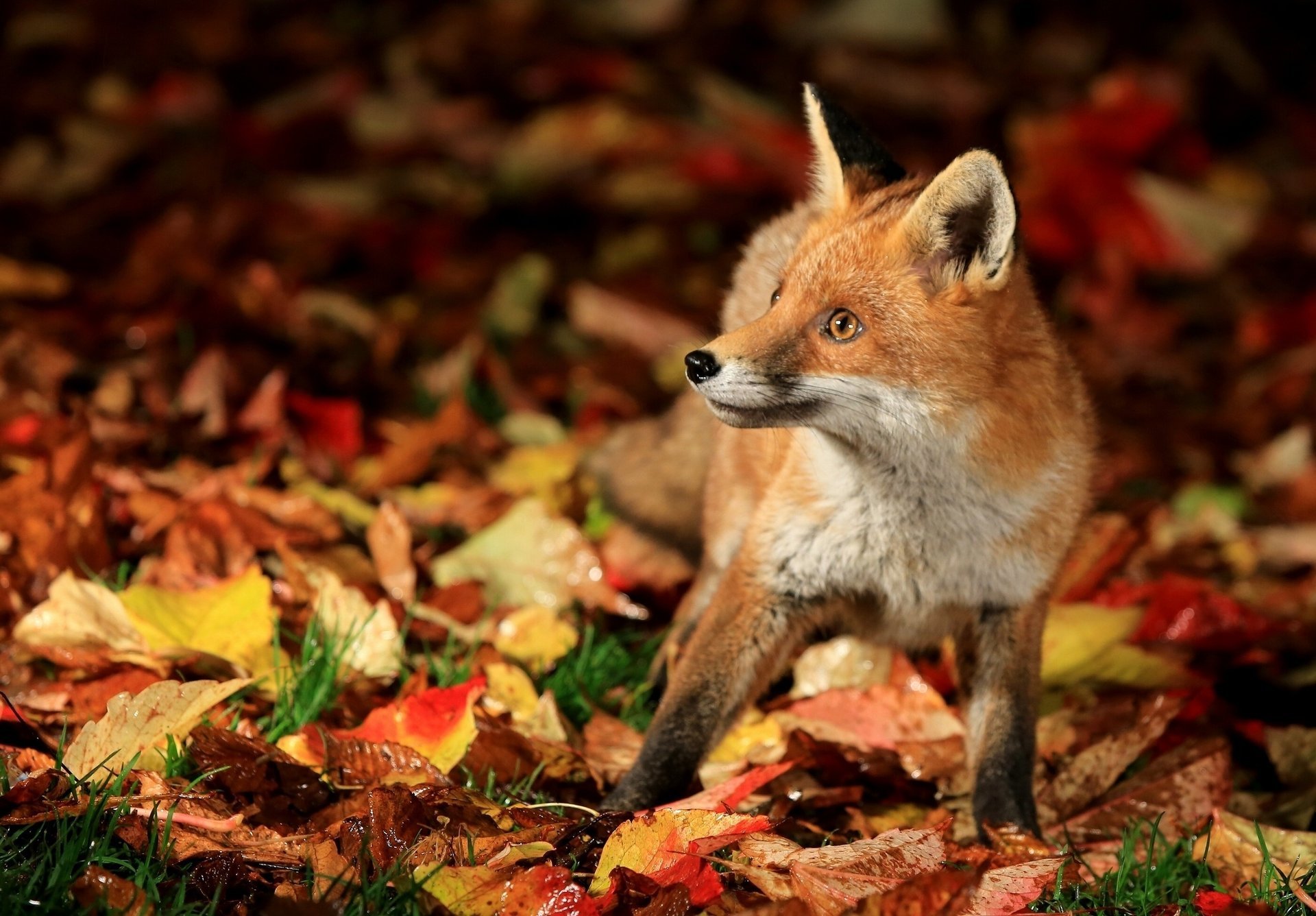 fuchs fuchs herbst blätter