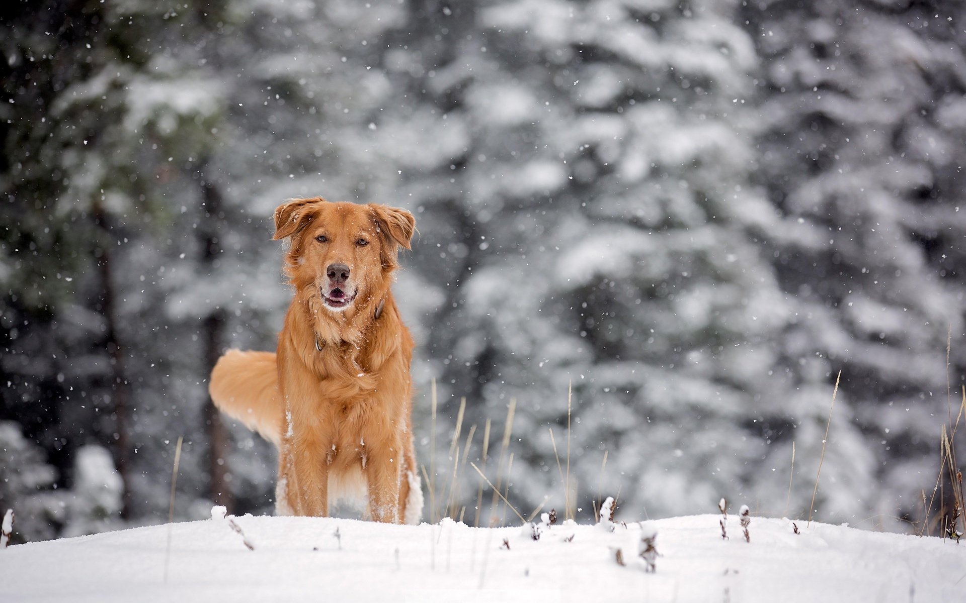 perro nieve invierno escarcha