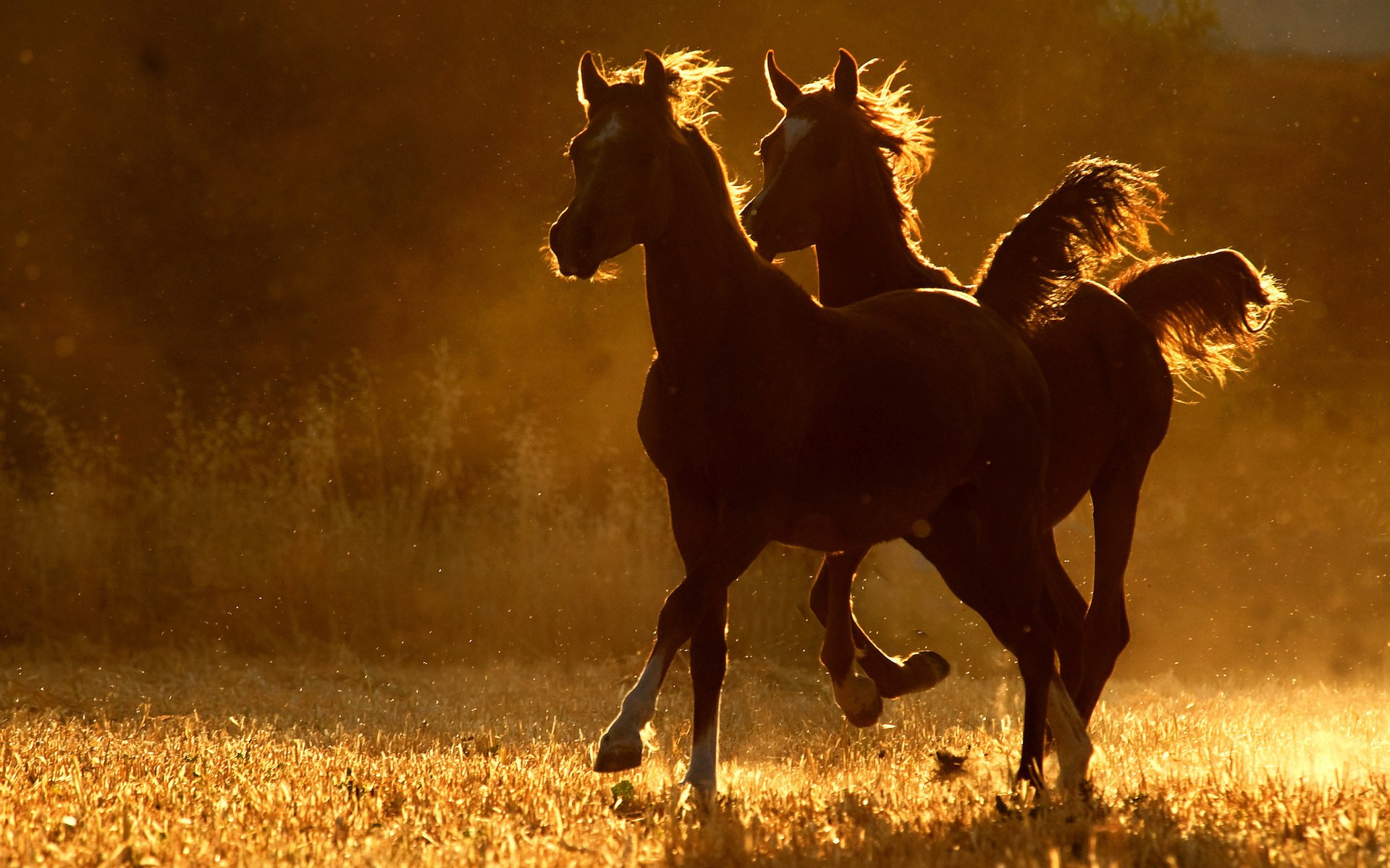 horse running two