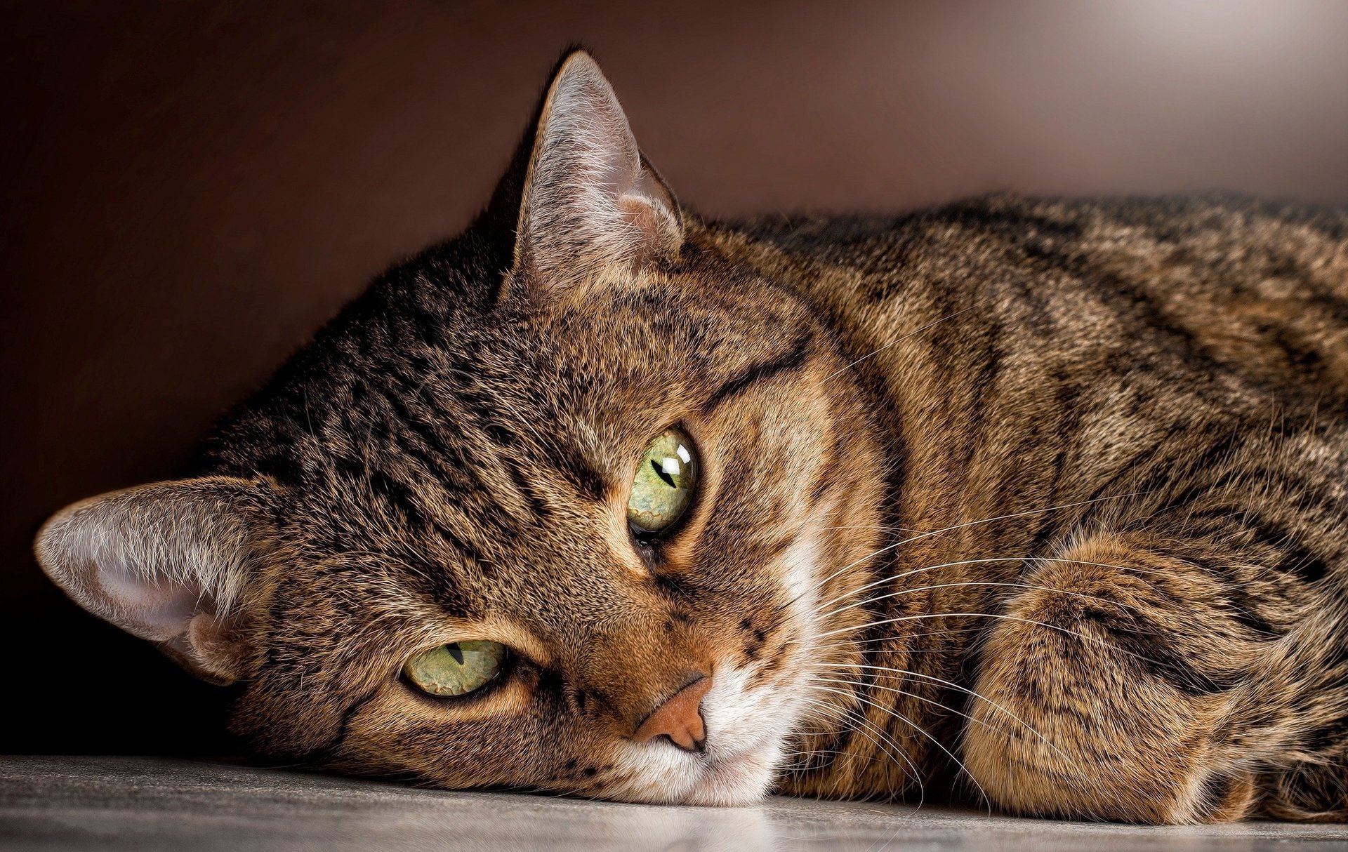 gatto si trova occhi guarda gatto sguardo a strisce