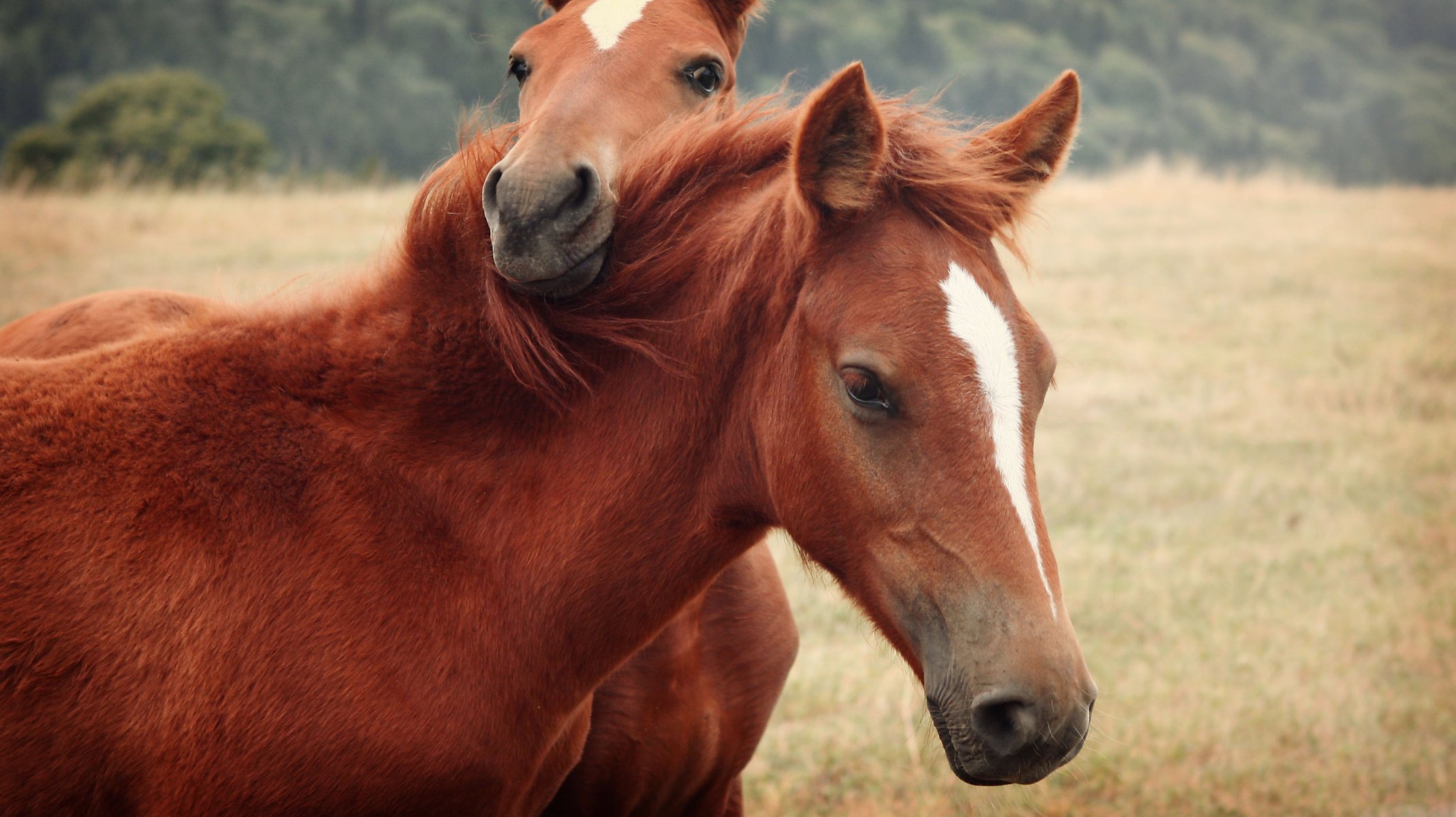 horse horses horse two horse