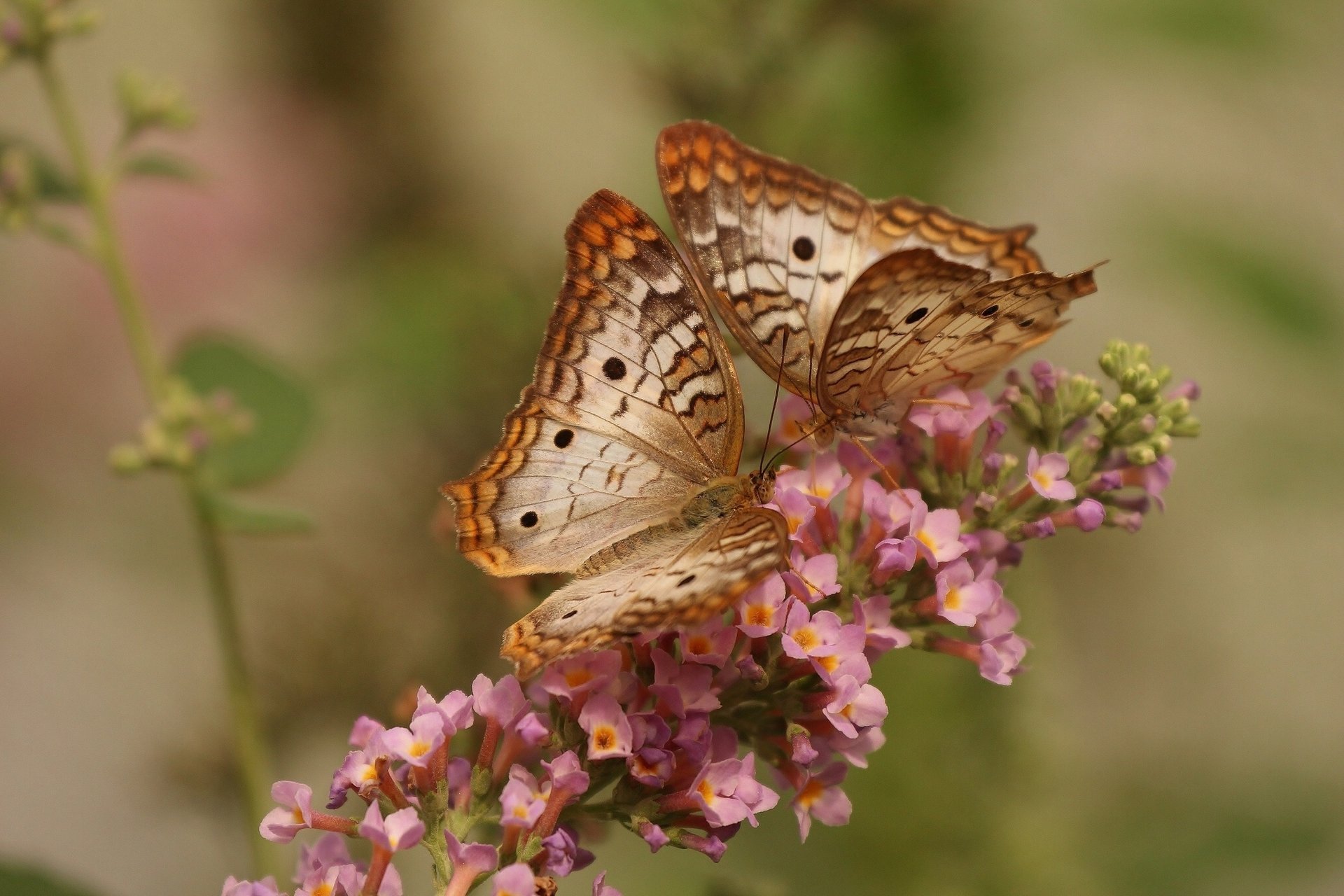 white peacock butterfly бабочки цветок макро