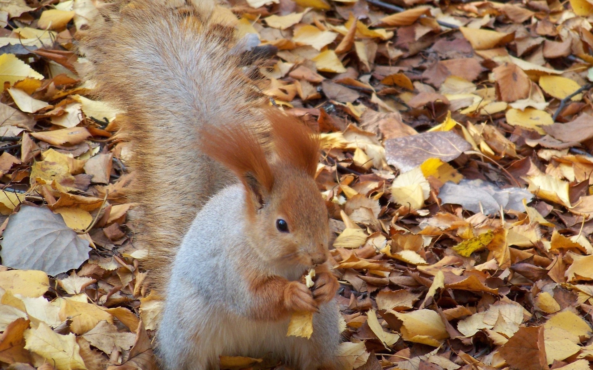 scoiattolo noce foglie rosicchiare autunno