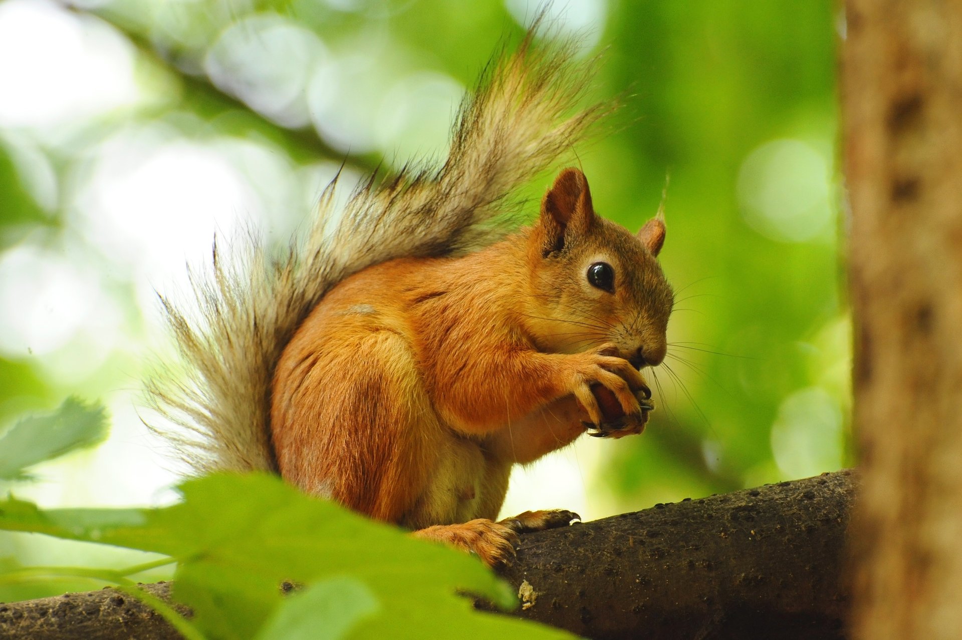 eichhörnchen zweig rotschopf eichhörnchen baum nuss nagetier