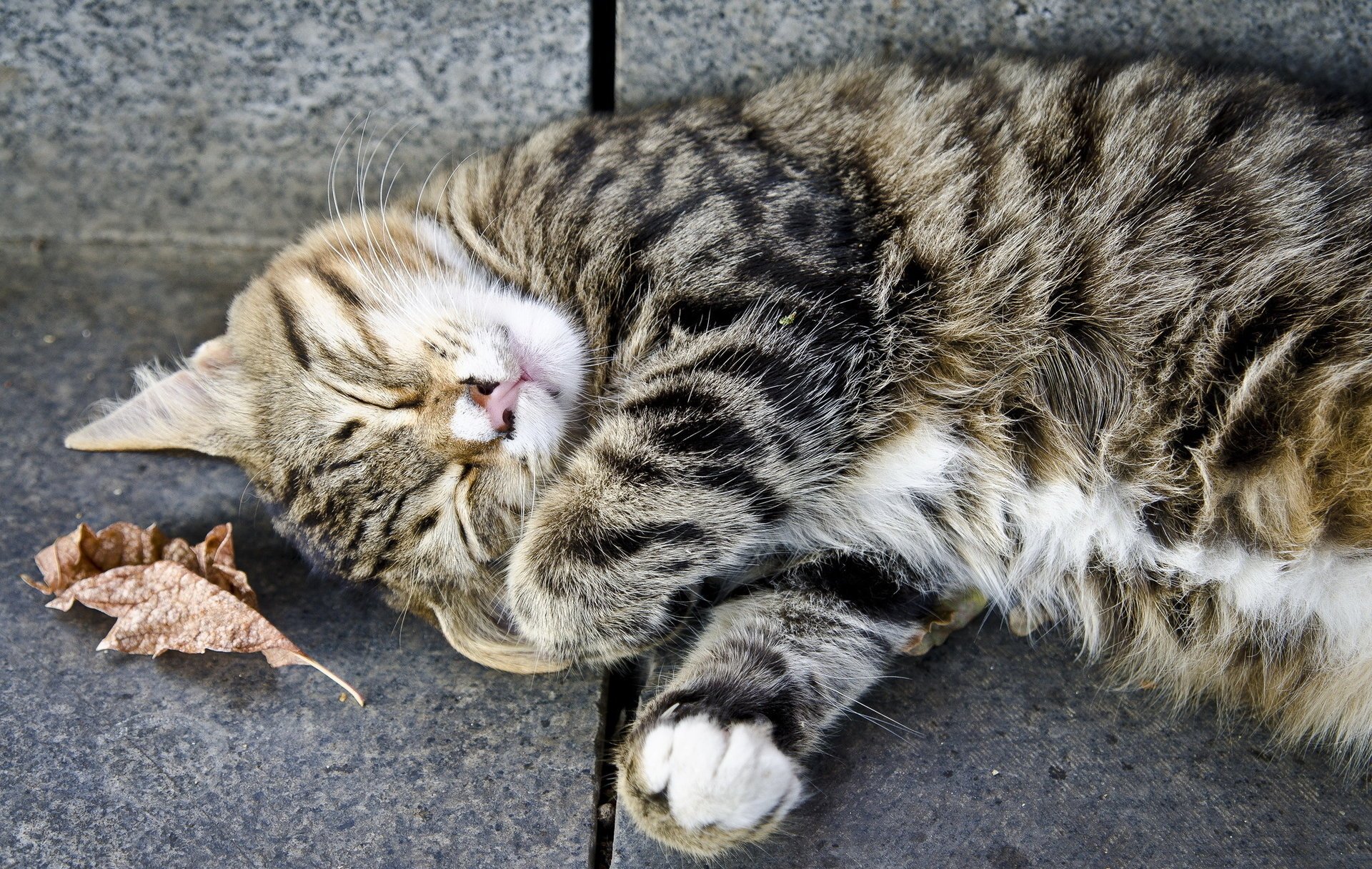 cat gray rest cat sleeping striped