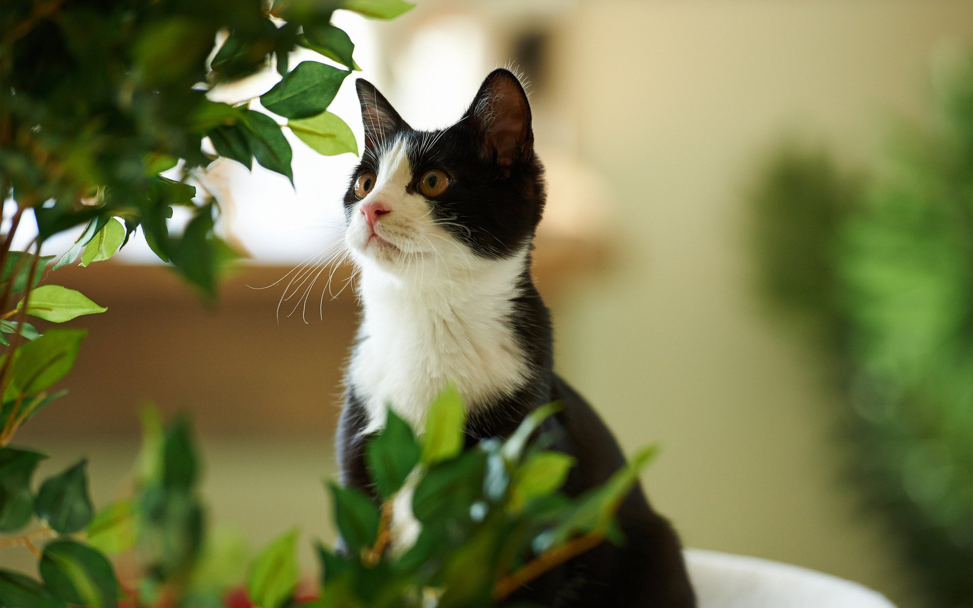 gatto verde kote bianco e nero pianta foglie