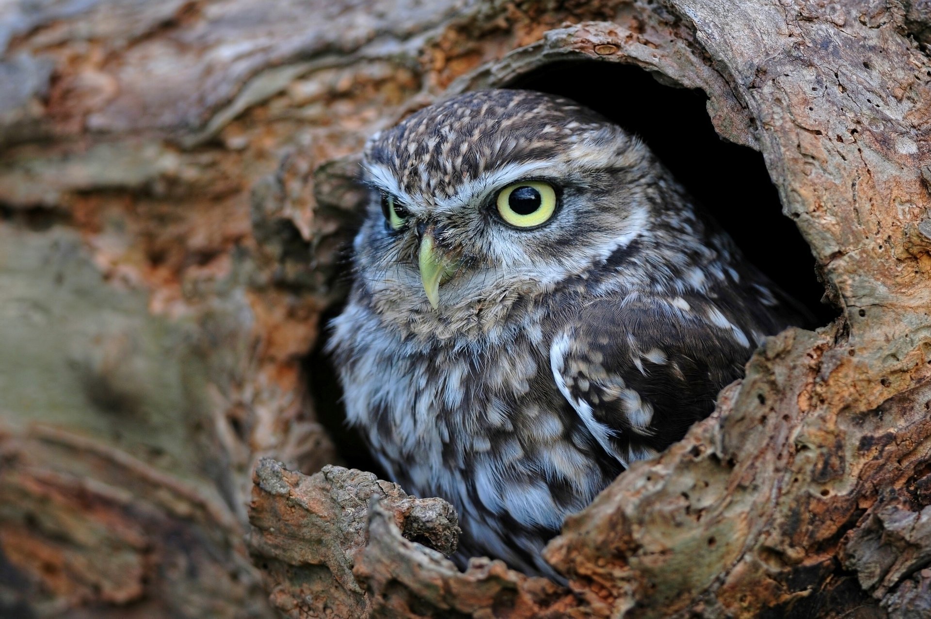 chouette hibou domestique creux