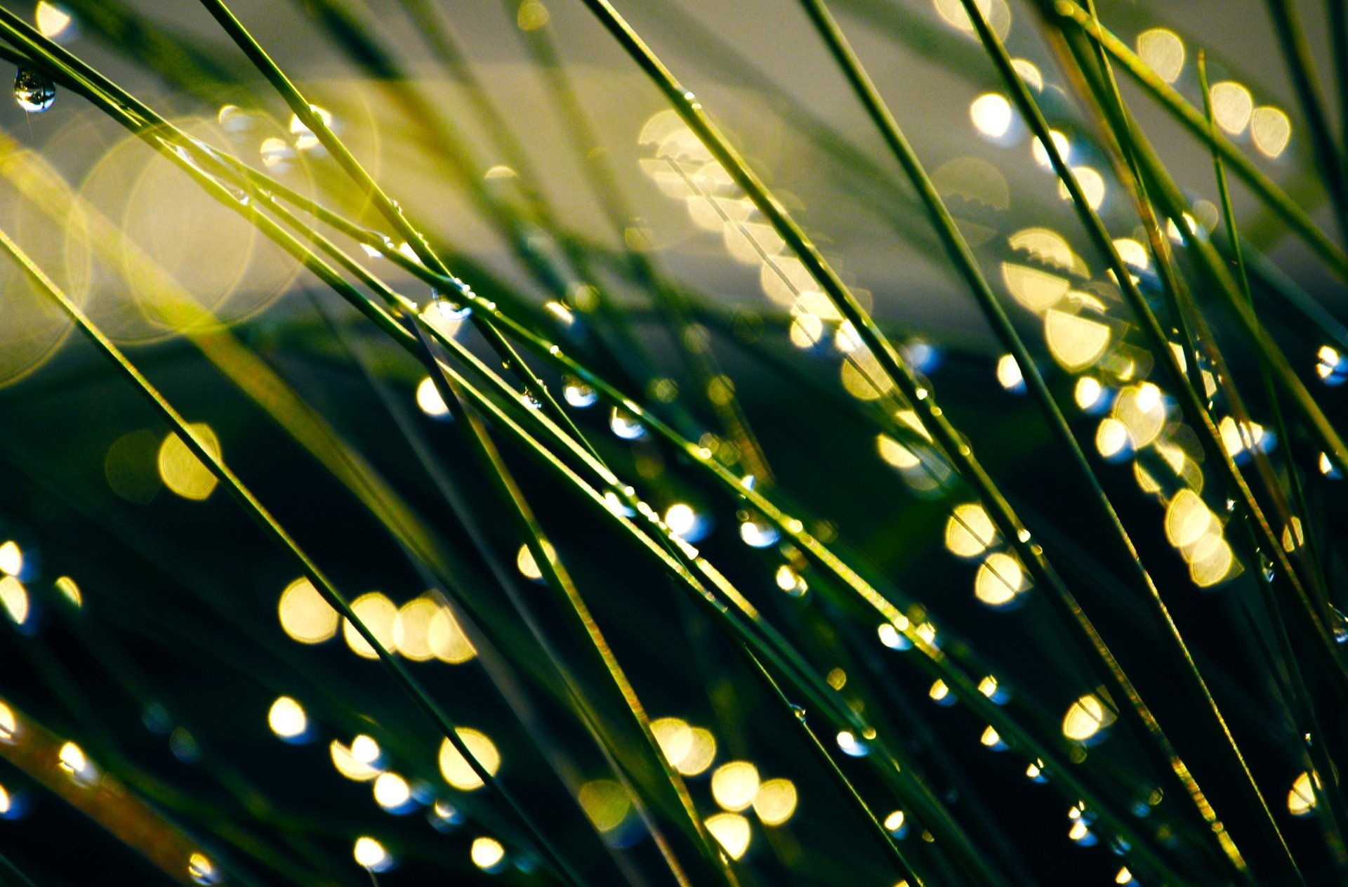 macro rocío prado fondo de pantalla hierba vegetación gotas fondo