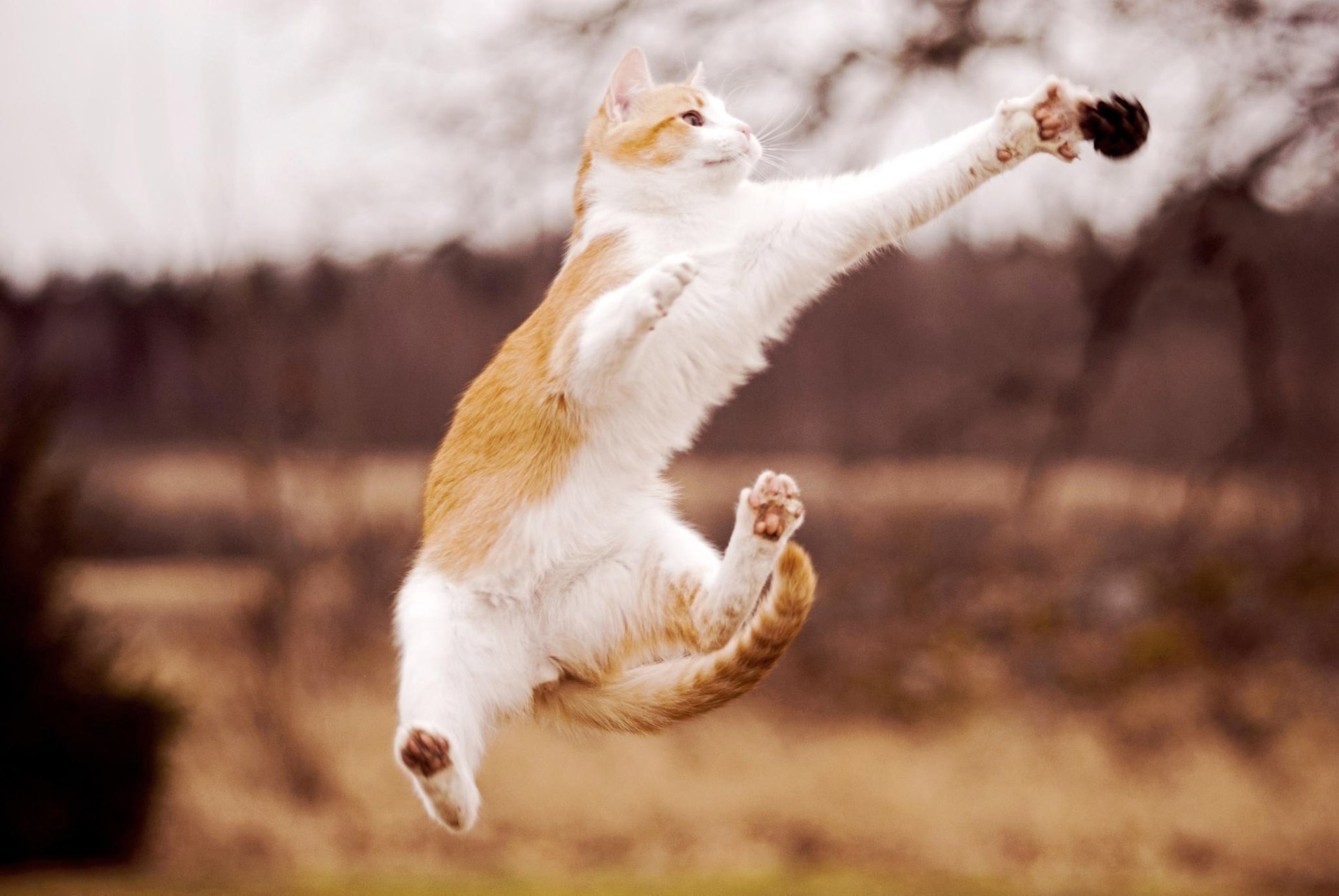 chat saut bosse pattes blanc rousse