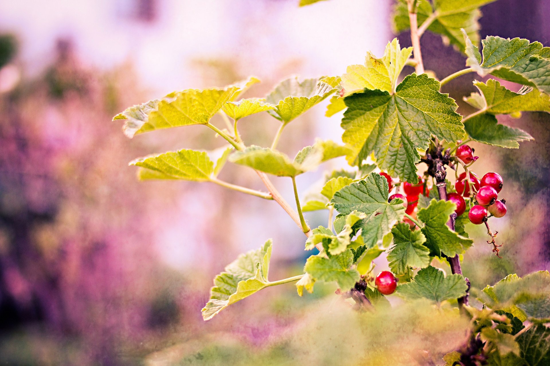 zweige beeren blätter rot hintergrund