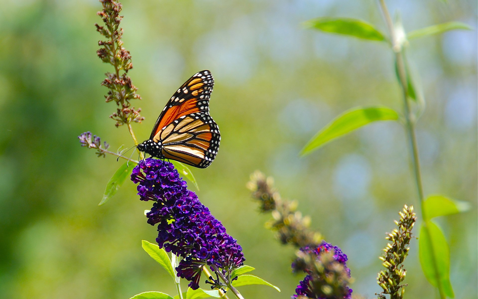 natura kwiaty lato zieleń motyl