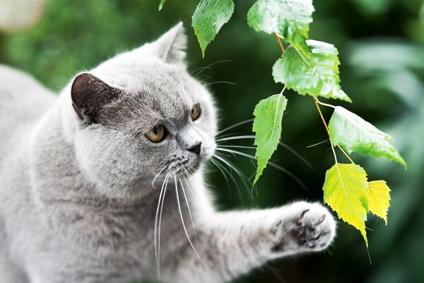 Britische Katze spielt mit einem Blatt