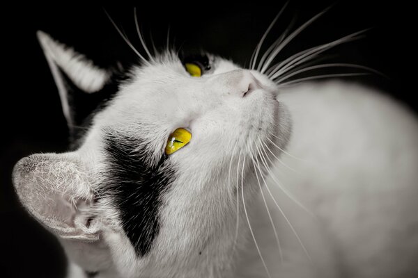 Hermoso gato blanco con ojos amarillos