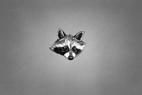 Funny raccoon face. Black and white animal on a gray background