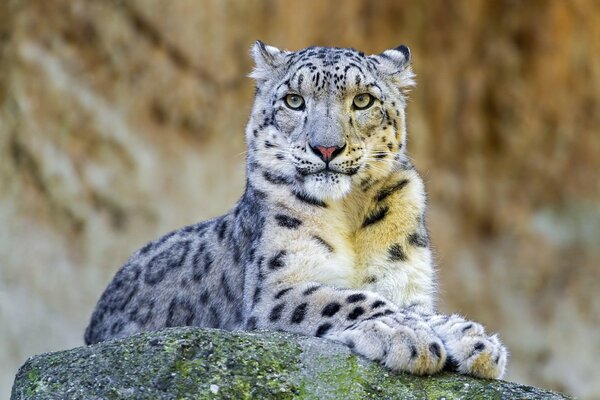 Leopardo delle nevi giace su una roccia