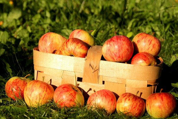 Les pommes ont été récoltées dans un panier