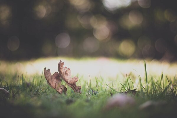 Fallen leaves on the green grass