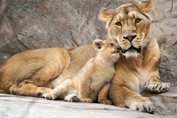 Mother lioness with a lion cub lying in the sun