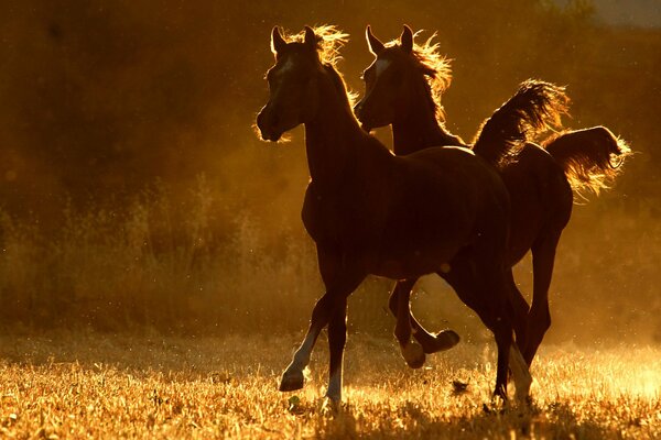 Due cavalli corrono attraverso il campo