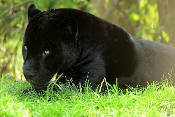 Der schwarze Panther liegt im Gras