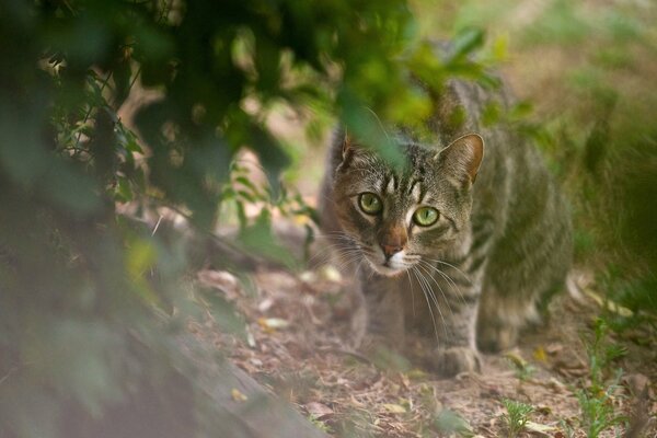 Gato rayado aprende a cazar en la calle