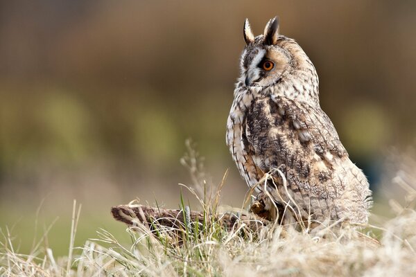 Hibou de profil assis sur le chanvre