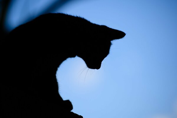 Silhouette der Katze am Abend auf Himmelshintergrund