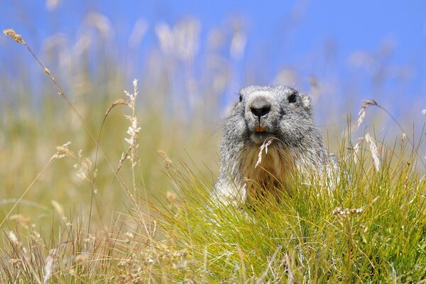 Marmot in the Alpine grove