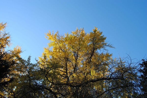 Yellow tree and blue sky