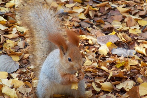 A squirrel nibbles a nut in late autumn