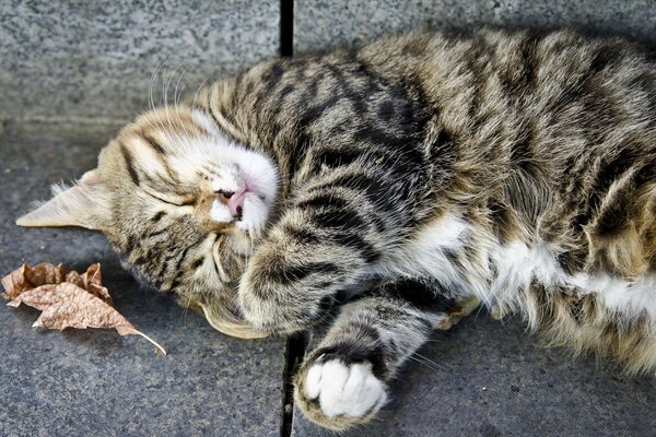 Gato gris peludo yace en el Suelo