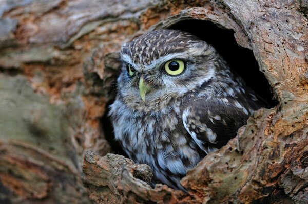 An owl is sitting in a hollow tree 