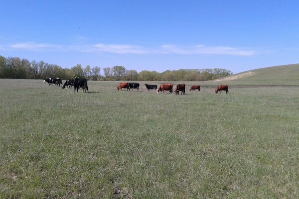 A green field with grazing cows