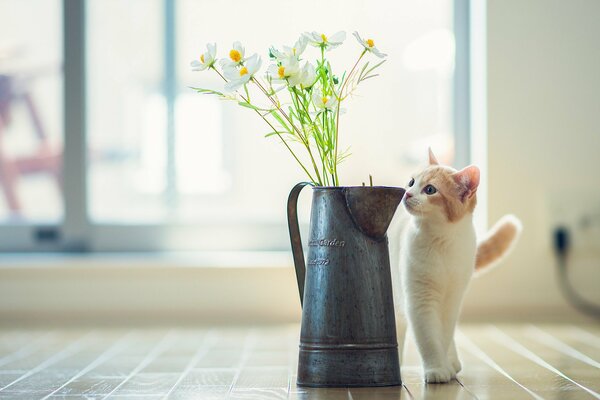 Le chat aime les marguerites blanches