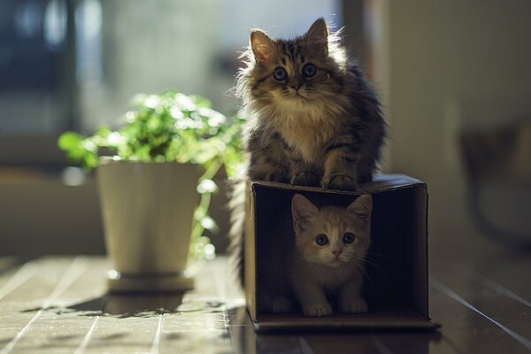 Due gattini che giocano con una scatola