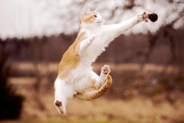 A red-haired cat catches a bump in a jump