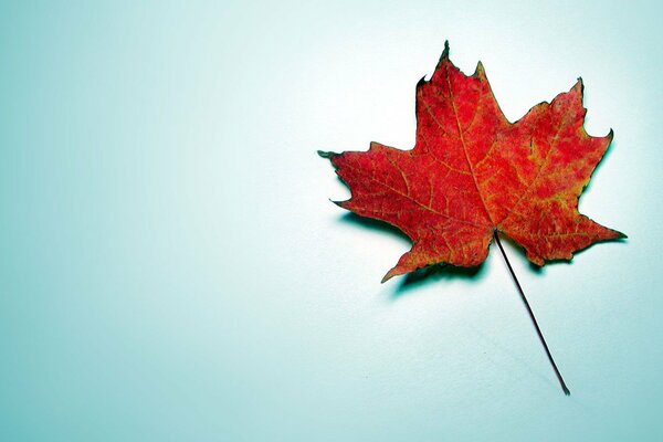 Autumn maple leaf on a blue background