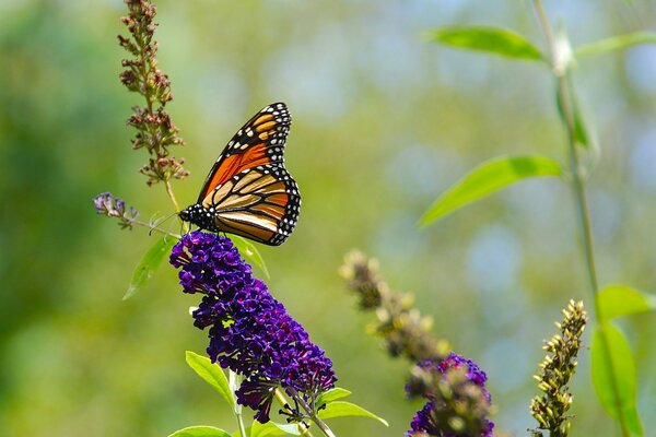 Sentado en una flor de mariposa