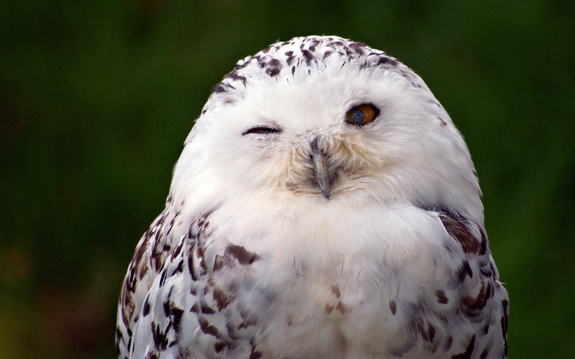 pájaro búho blanco búho polar