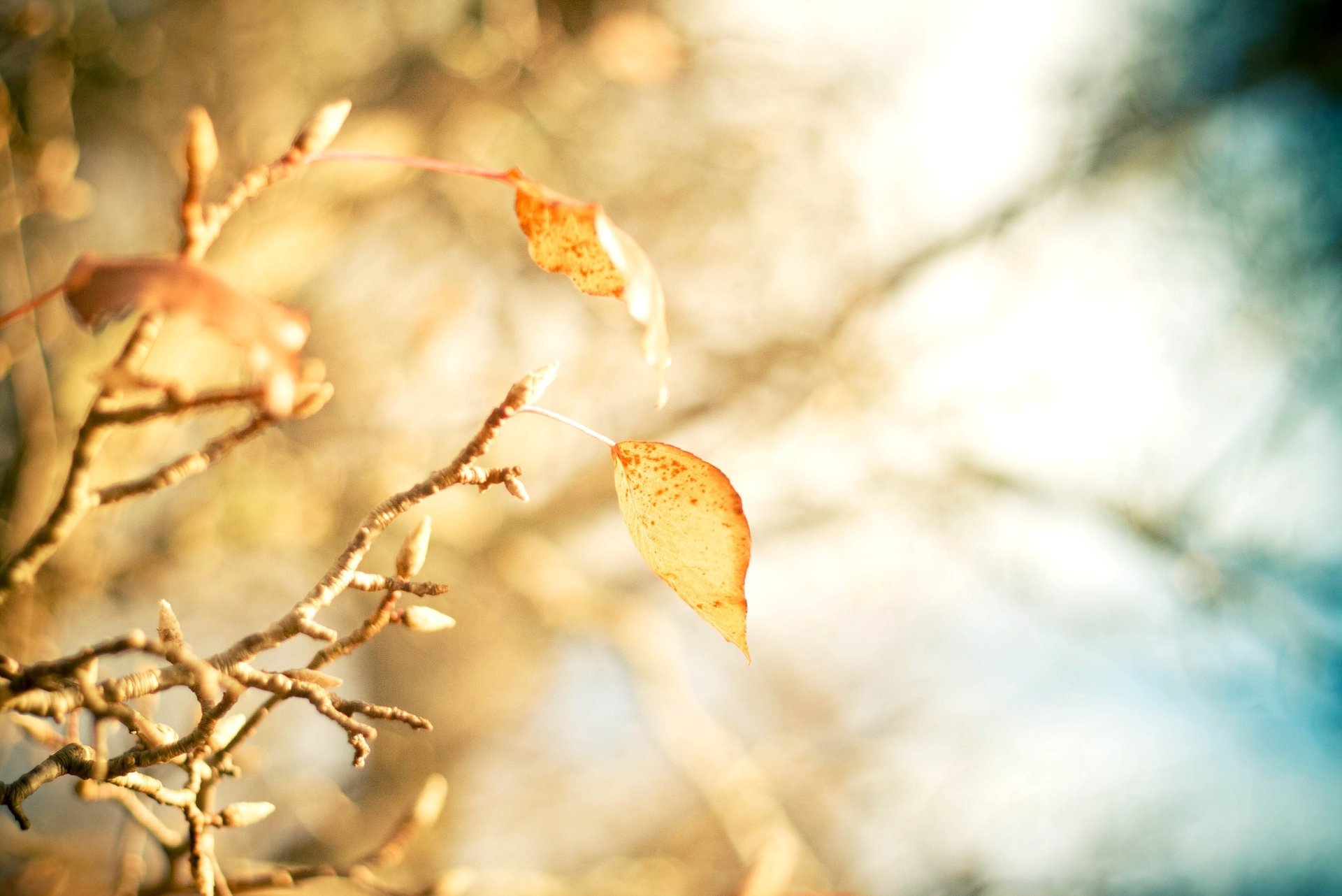 makro blätter baum blätter gelb bäume zweig