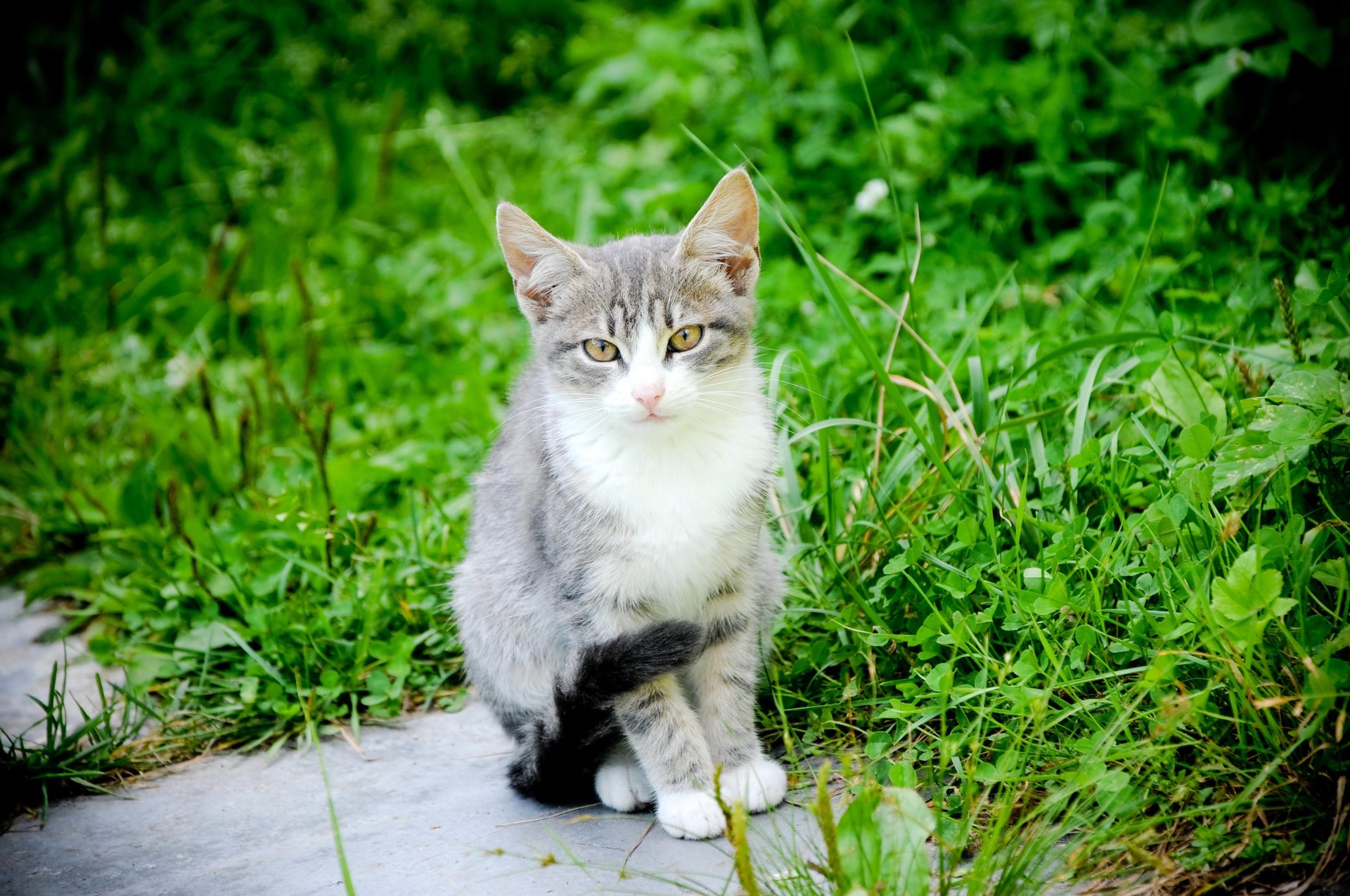 katze natürliche schnurrbart hintergrund katze pfoten schwanz