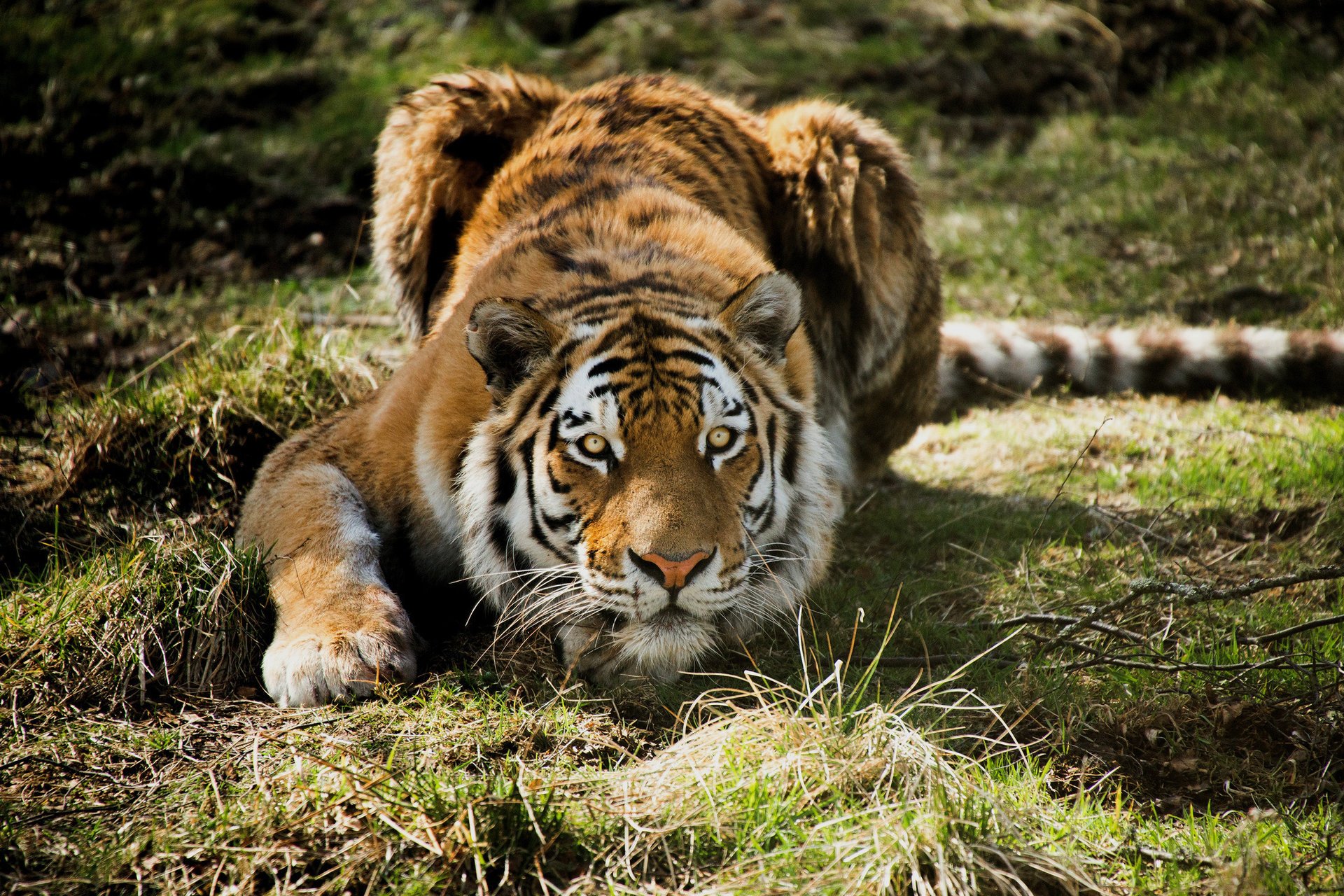 tigre couché herbe prédateur chasse