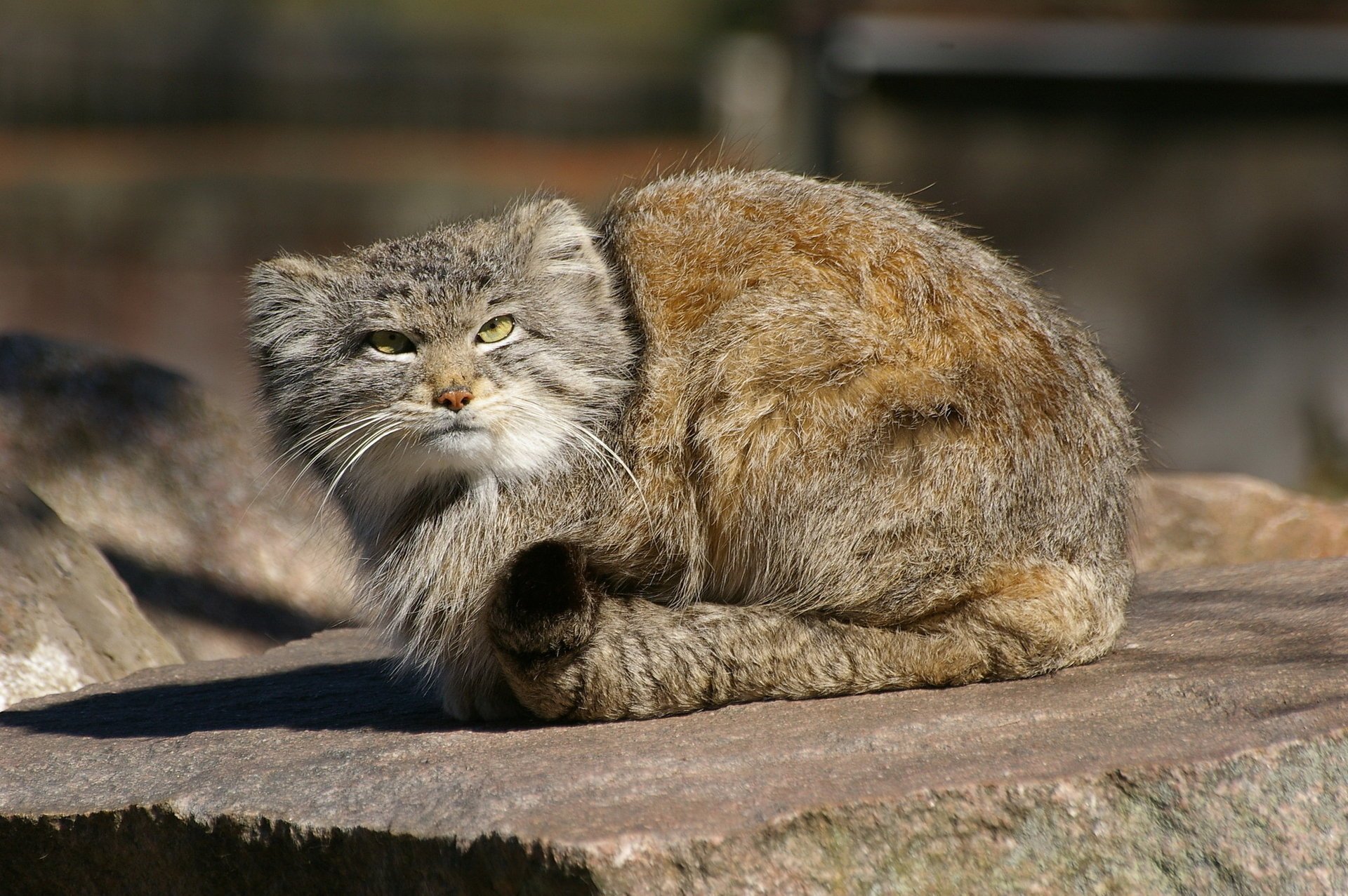 gatto selvatico manul predatore gatto pallas