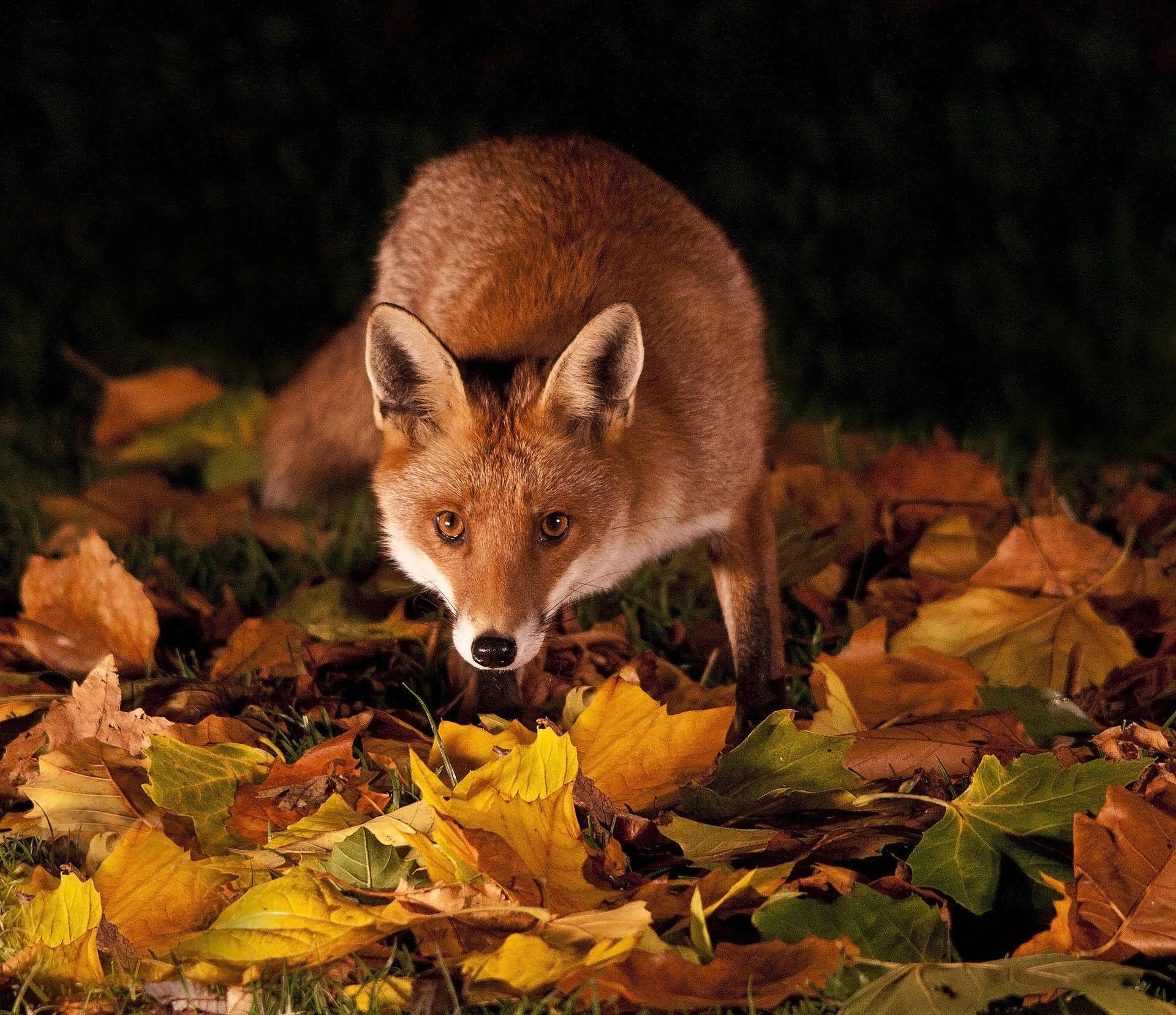 grass leaves red night autumn fox