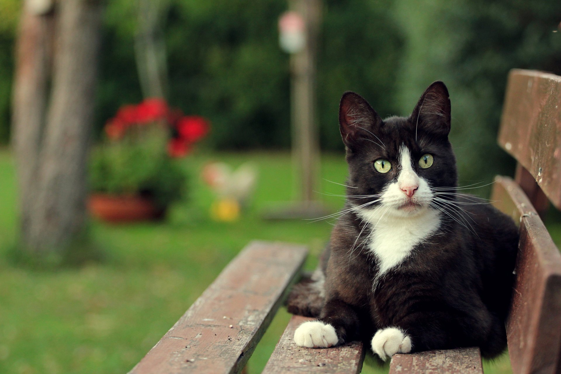 bank katze katze blick schwarz und weiß