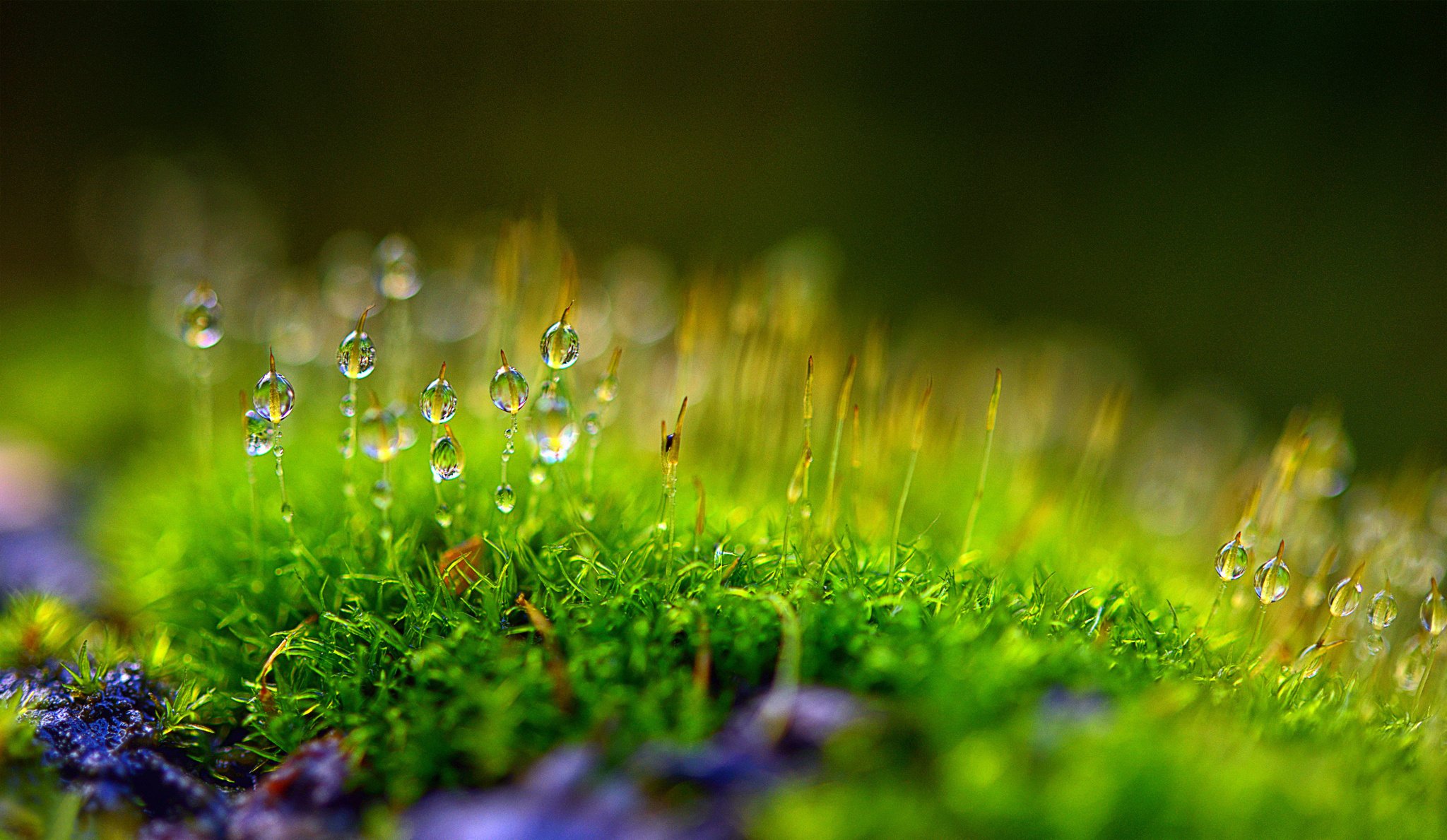 plante mousse bokeh rosée gouttes