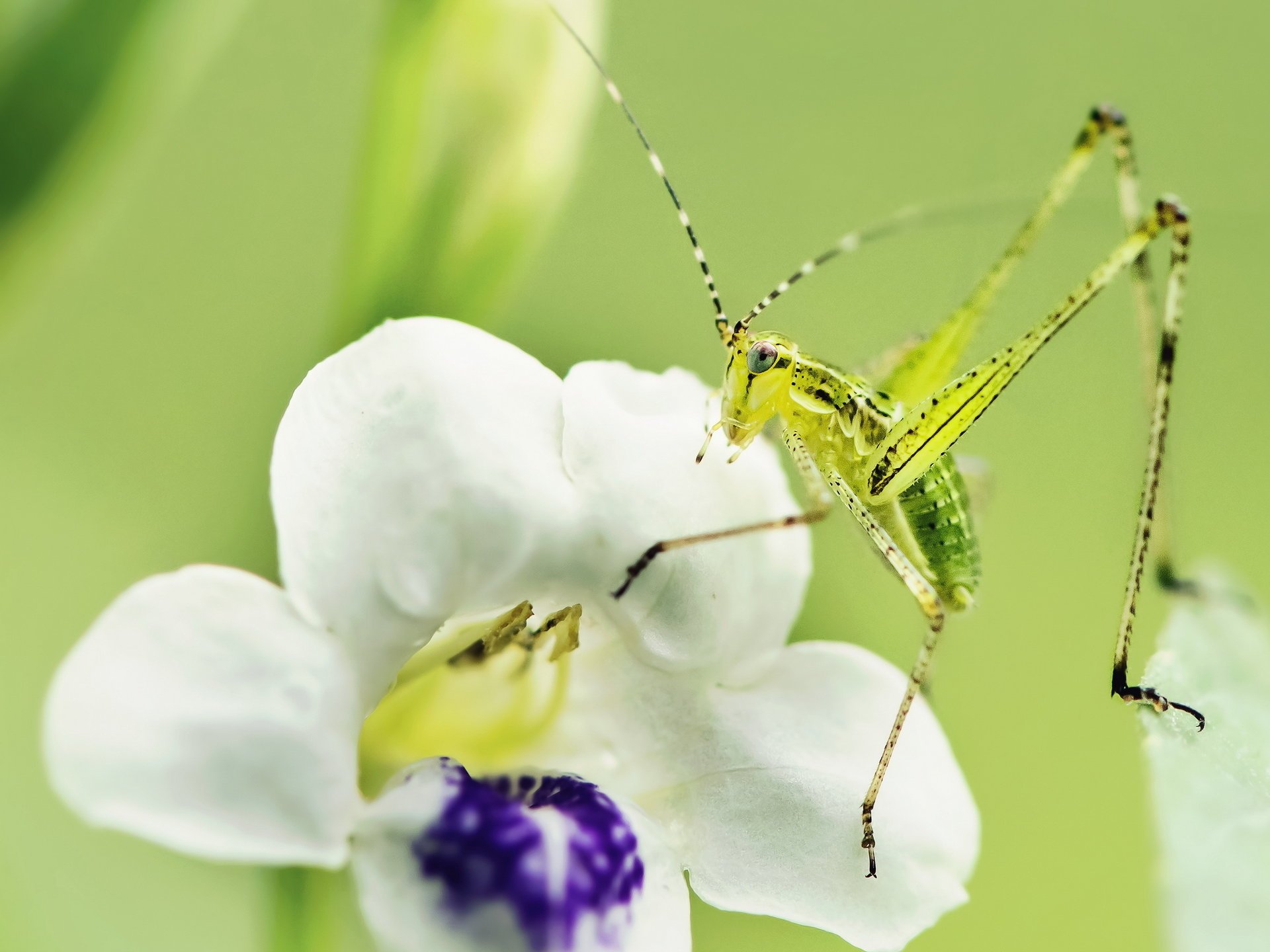 macro flor insecto naturaleza