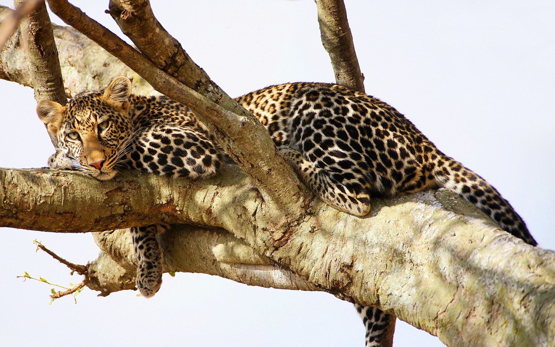 léopard prédateur repos arbre vue