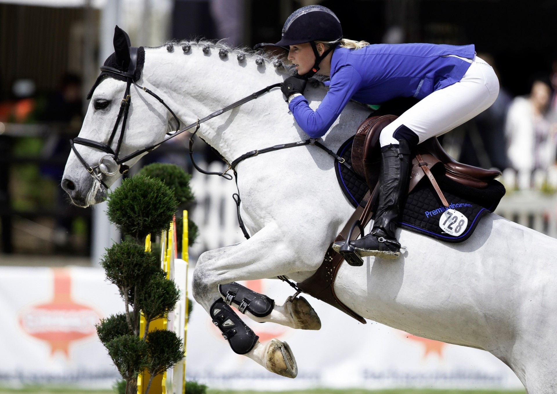 salto ostacoli equestre cavaliere