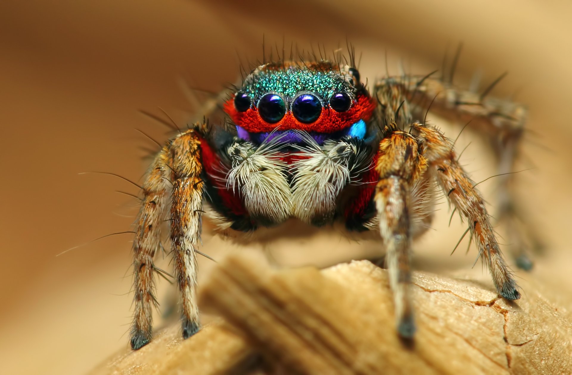 colorful jumping spider насекомое макро паук